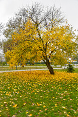 Ornamental cherry tree in autumn