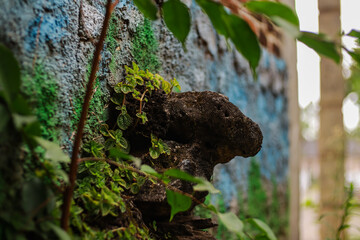 A Vibrant Urban Nature Scene of Green Plants on a Weathered Textured Wall