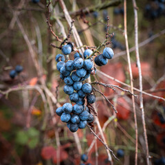 Abundant harvest of ripe blue sloe berries on wild blackthorn bush in autumn. Large fruits of...