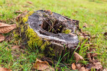 Old tree stump covered with moss and surrounded by grass and fallen leaves in a meadow. Nature texture, forest regeneration and natural decay in countryside environment.