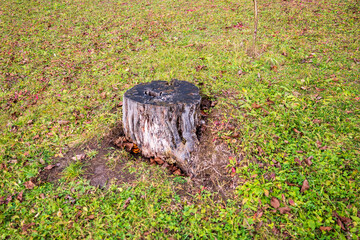 Old tree stump with small mushrooms growing at the base, helping wood decay and natural recycling in the forest ecosystem. Symbol of nature’s life cycle and organic regeneration.