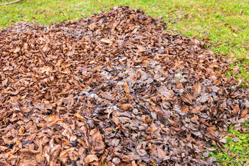 Pile of dry autumn leaves on green grass. Natural background showing seasonal garden cleanup and compost material.