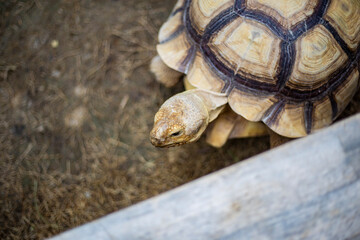 Adult turtle wild animal head portrait close up on a garden
