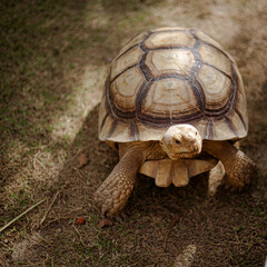 Giant adult turtle reptile on a green garden close up