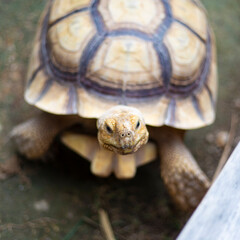 Adult turtle wild animal head portrait close up on a garden
