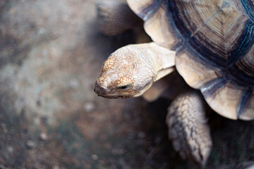 Adult turtle wild animal head portrait close up on a garden
