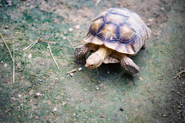 Giant adult turtle reptile on a green garden