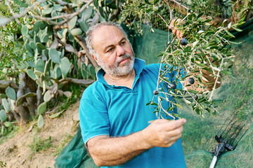 Fototapeta premium Man picking olives from the olive tree in the garden. Harvesting in mediterranean olive grove.