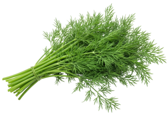 Isolated bunch of fresh dill, dill herb for healthy cooking, flavoring, or herbal medicine