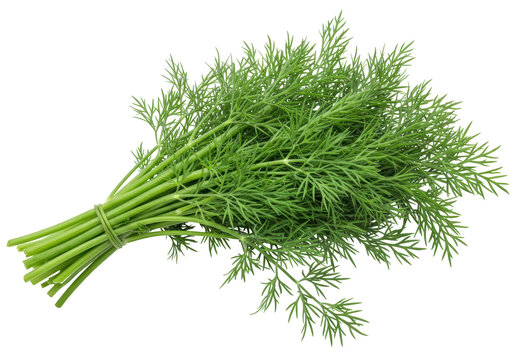 Isolated bunch of fresh dill, dill herb for healthy cooking, flavoring, or herbal medicine