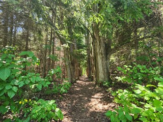 A narrow, sun-dappled woodland trail leading through a dense, green corridor of mature trees and lush undergrowth, symbolizing discovery, journey, and the path forward.