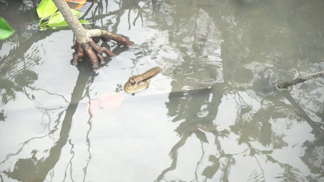 Climbing fish in mangrove forests in Thailand
