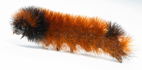 Bright orange and black hairy catepillar
