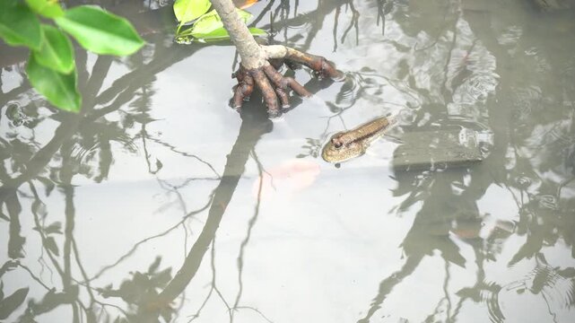Climbing fish in mangrove forests in Thailand