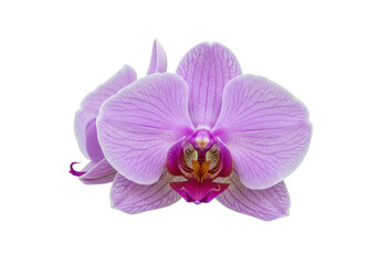 Isolated Phalaenopsis orchid blossom in bloom, showing delicate petals and intricate details