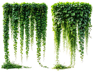 Lush, cascading green vines drape downwards