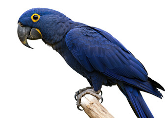 Isolated Hyacinth Macaw, Anodorhynchus hyacinthinus Perching on a Branch in the Rainforest, Brazil