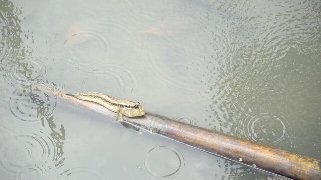 Climbing fish in mangrove forests in Thailand