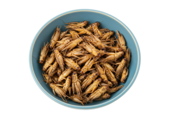 Isolated bowl of crispy fried crickets, a popular edible insect snack in some countries