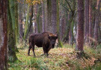 Stado żubrów w jesiennym lesie Pszczyny Jankowic Polska