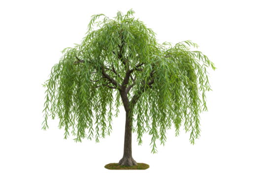Isolated Weeping Willow tree with lush green foliage and weeping branches for decoration