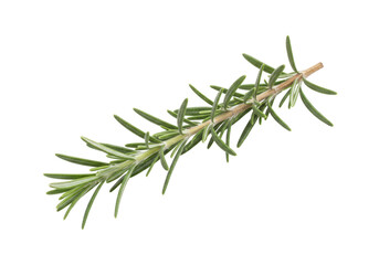 Isolated sprig of fresh rosemary, an aromatic herb used for culinary and medicinal purposes