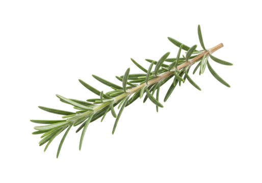 Isolated sprig of fresh rosemary, an aromatic herb used for culinary and medicinal purposes