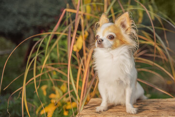 Chihuahua dog of white and red color on the background of the garden.