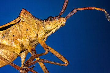 Portrait of a leather bug (Coreidae)