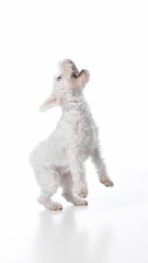 White terrier jumping and playing on white background. Concept of energy, vitality, pet happiness for advertising, family lifestyle, agility training, and dog food branding.