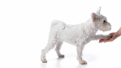 Obraz premium White terrier giving paw to owner hand on white background. Concept of trust, connection, obedience for pet care, training schools, veterinary, and relationship visuals.