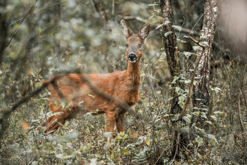 deer in the forest