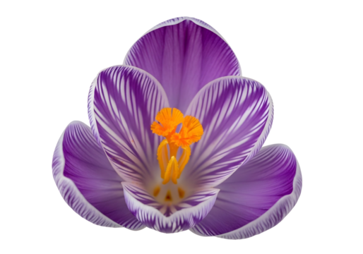 Purple crocus flower with white stripes isolated on transparent background