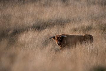 Scottish highland cow in a field of grass