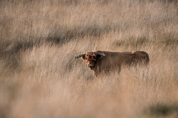 Scottish highland cow in a field of grass