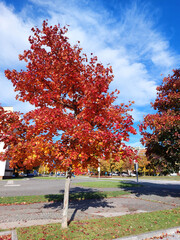 red maple tree. Bright orange leaves. Autumn sunny day. Maribor. Slovenia. Europe
