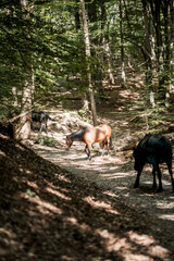 little pony's in the forest