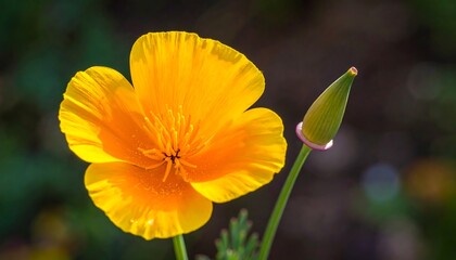 Close-up of a bright yellow flower and bud against a blurred green background, basking in soft sunlight