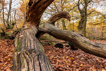 The old trees in the Reinhardswald primeval forest near Hofgeismar