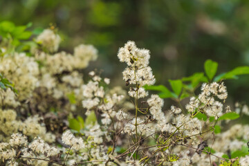 秋の山　ヒヨドリバナの綿毛05