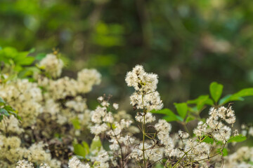 秋の山　ヒヨドリバナの綿毛06