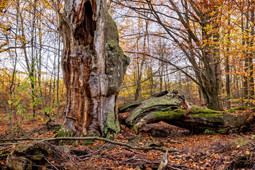 The old trees in the Reinhardswald primeval forest near Hofgeismar