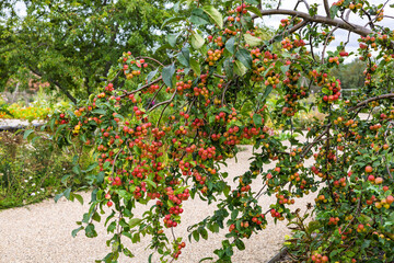 Profusion of small pink apples on a branch of a crab apple tree.