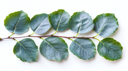 Obraz premium Green aspen branch with leaves presenting fresh natural botany on white