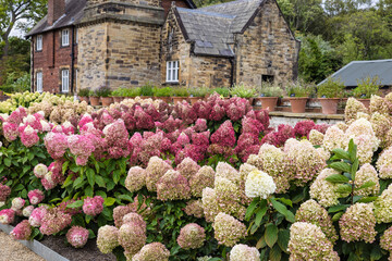 Shrubs of hydrangea paniculata in full bloom growing in front of an old stone building at the RHS Bridgewater gardens.