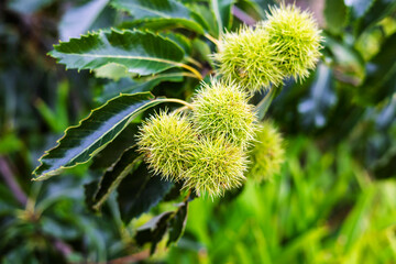 The sweet chestnut fruits, also known as the Spanish chestnut or European chestnut also Castanea sativa.