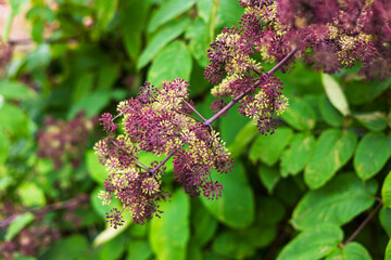 
Ornamental plant Aralia racemosa, with common names American spikenard also Indian root.
