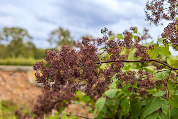 
Ornamental plant Aralia racemosa, with common names American spikenard also Indian root.
