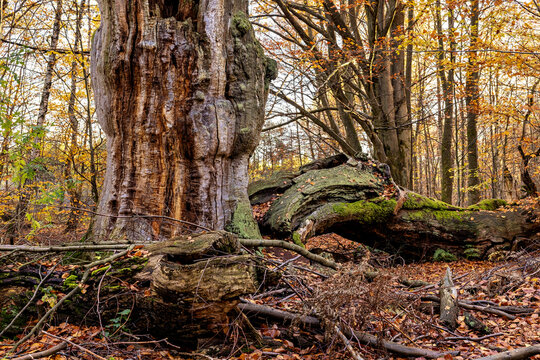 The old trees in the Reinhardswald primeval forest near Hofgeismar