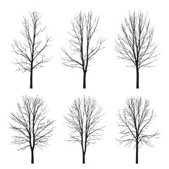Obraz premium Six black bare trees with intricate branching patterns on white background winter tree silhouette
